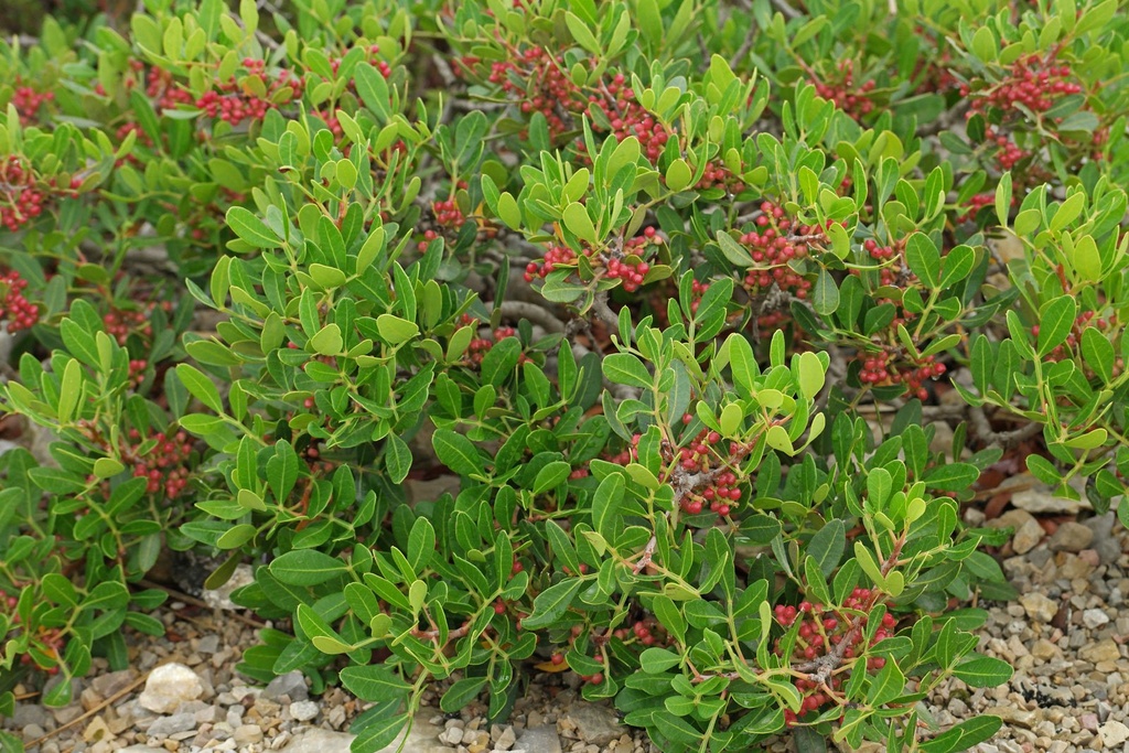 PISTACIA LENTISCUS 100/125