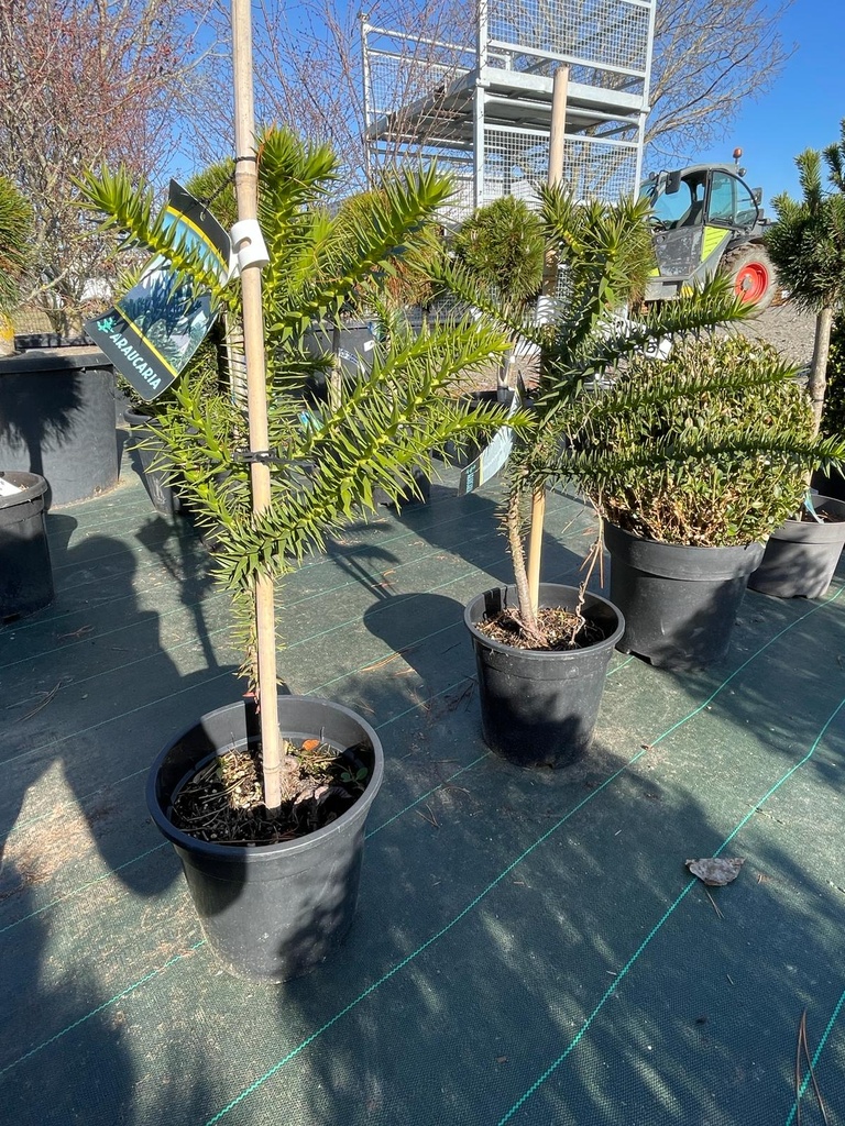 ARAUCARIA ARAUCANA CLT 5 40/60