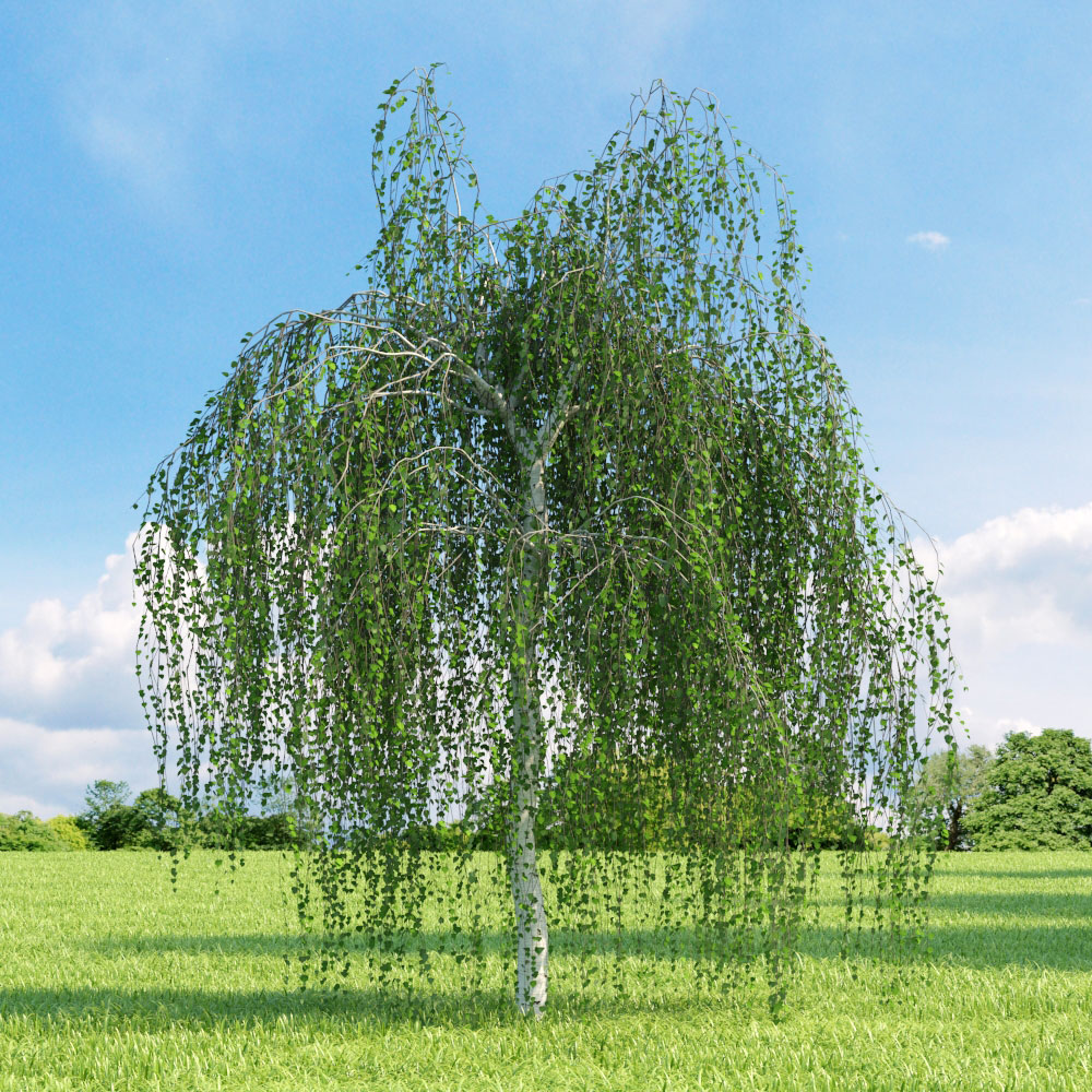 [1802] BETULA PENDULA (VERRUCOSA) YOUNGII CLT 45-55 TIGE 12-14