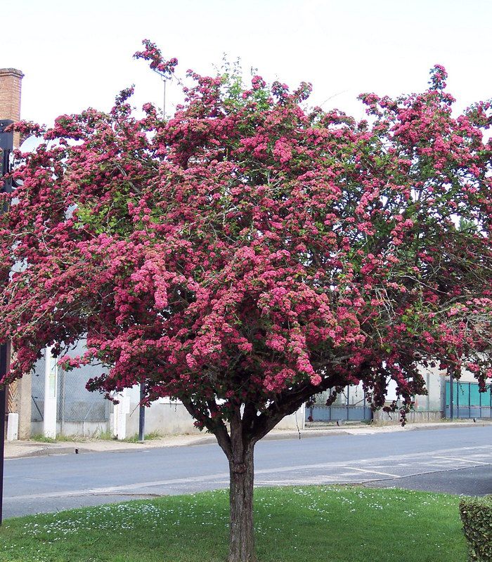 [3711] CRATAEGUS LAEVIGATA PAUL'S SCARLET TIGE 10-12 (POT 30L, TIGE, 10-12)