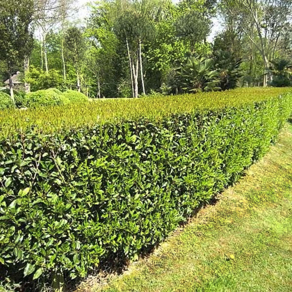 [10136] PRUNUS LUSITANICA ANGUSTIFOLIA TIGE 10-12