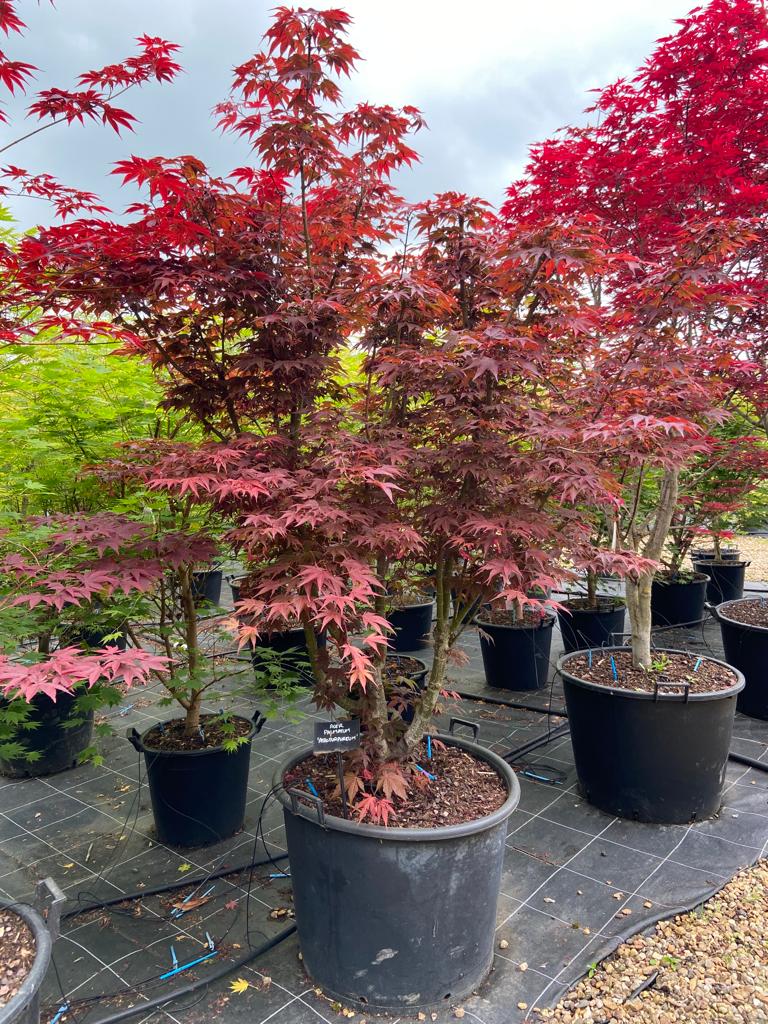 [0271] ACER PALMATUM ATROPURPUREUM CLT 35 125/150
