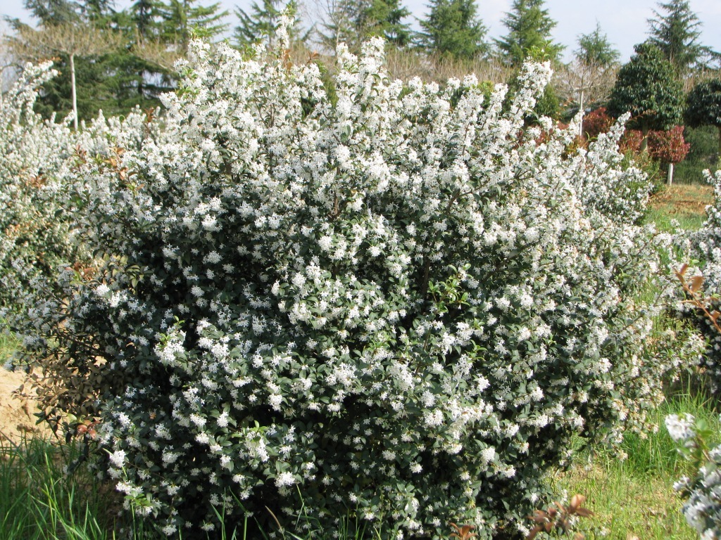 [8474] OSMANTHUS BURKWOODII CLT 5 60/80