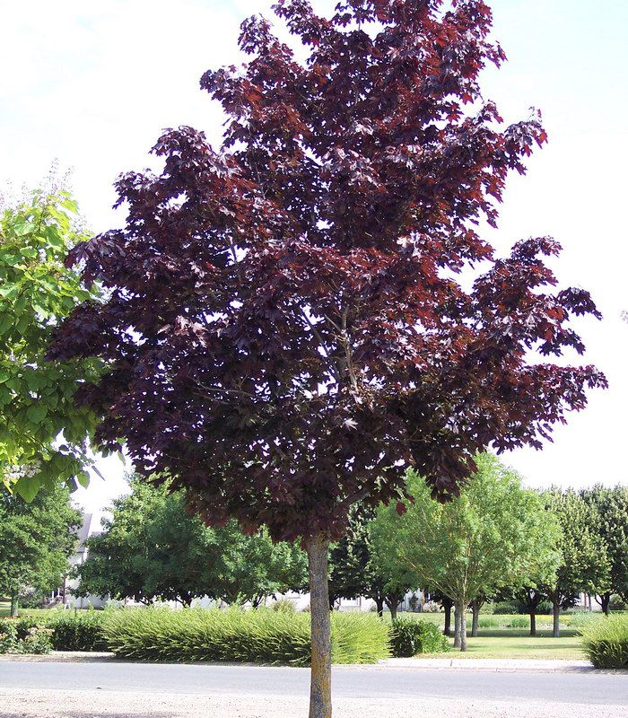 ACER PLATANOIDES FAASSEN'S BLACK (CRIMSON KING) CLT 90 TIGE 18-20