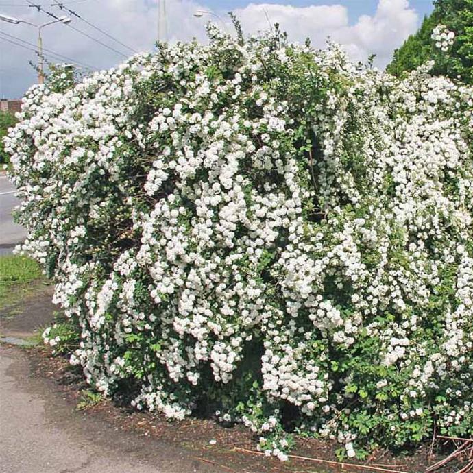 SPIRAEA VANHOUTTEI CLT 3 80/100