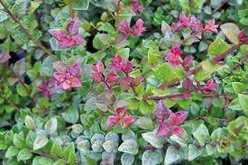 LONICERA NITIDA RED TIPS CLT 10 60/80