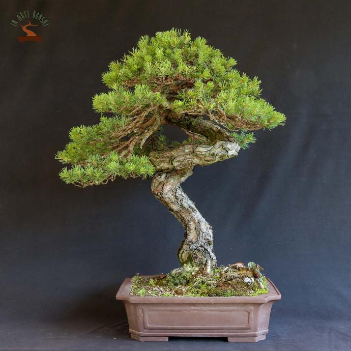 [9309] PINUS SYLVESTRIS CLT 35 BONSAI 100/125
