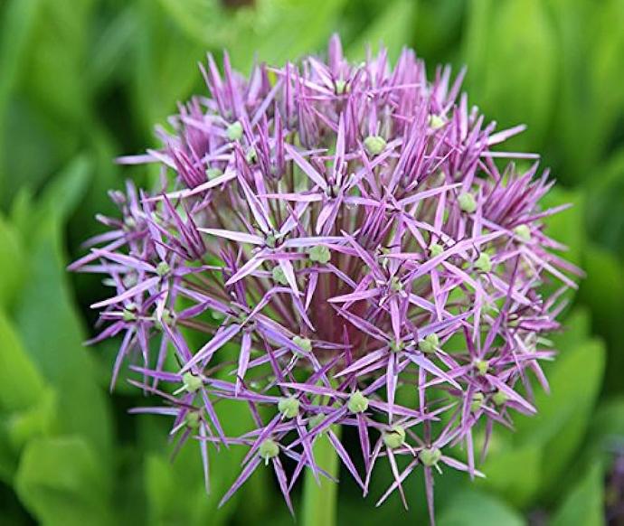 ALLIUM CHRISTOPHII GDT