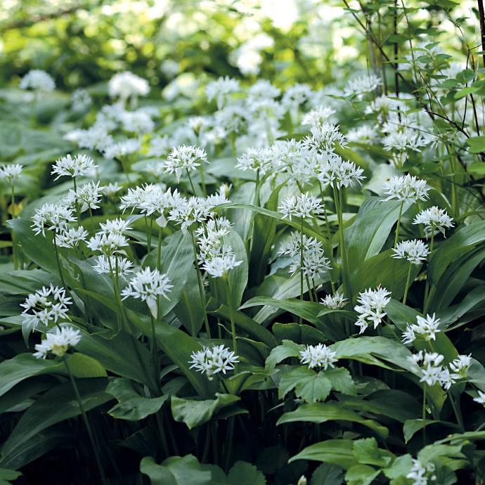 ALLIUM URSINUM GDT
