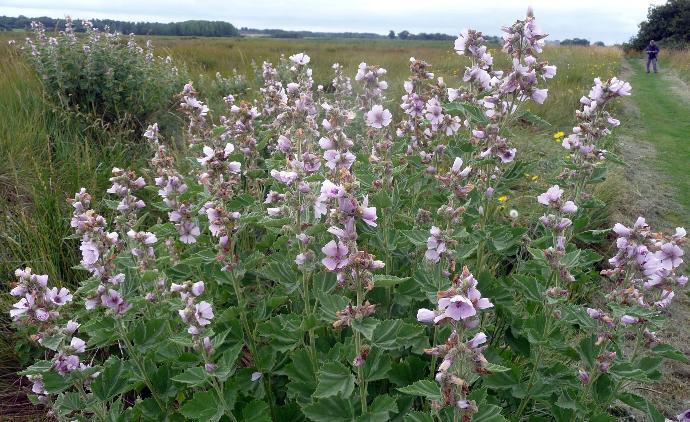 ALTHEA OFFICINALIS GDT
