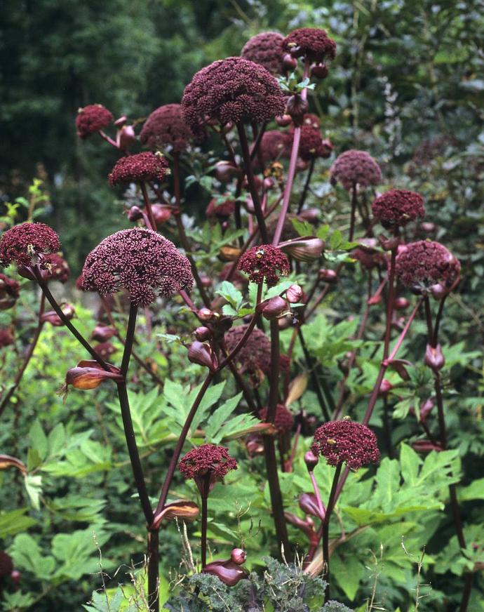 [1112] ANGELICA GIGAS POURPRE GDT