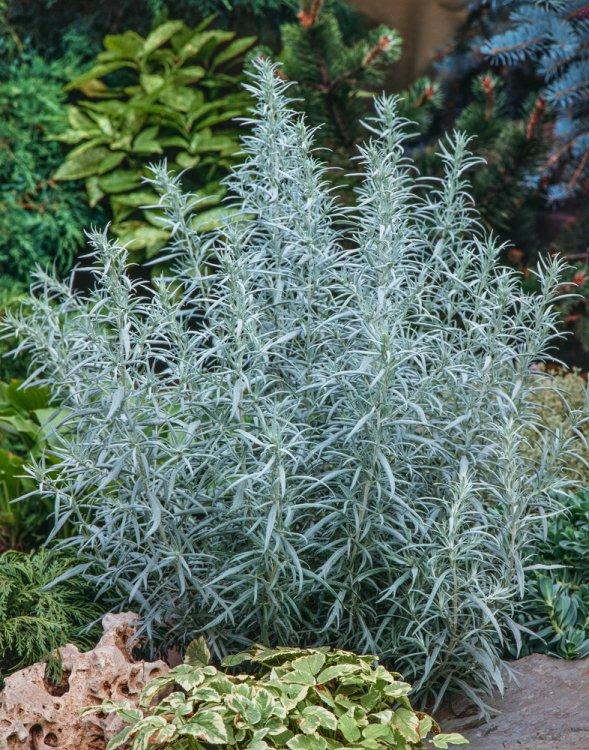ARTEMISIA LUDOVICIANA GDT