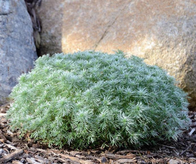 ARTEMISIA SCHMIDTIANA GDT