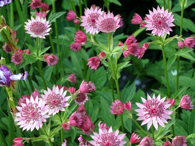 ASTRANTIA MAJOR ROSEA GDT