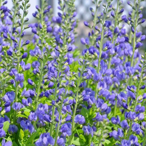 BAPTISIA AUSTRALIS GDT