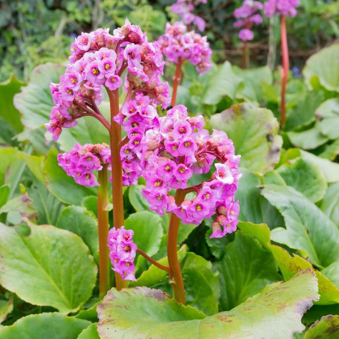 [1769] BERGENIA CORDIFOLIA GDT