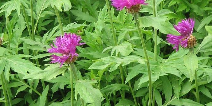 [2824] CENTAUREA DEALBATA (COULEUR/VARIETE) GDT