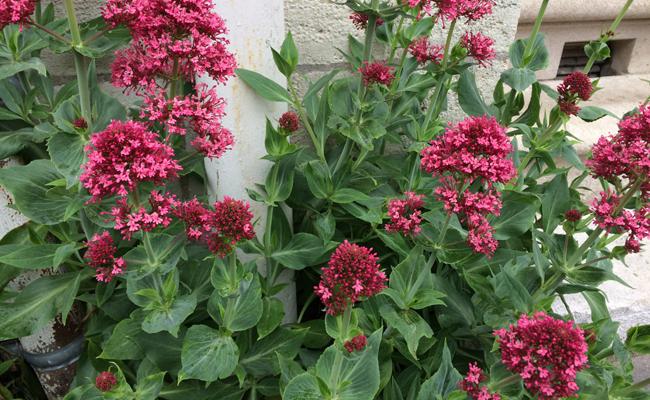 [2830] CENTRANTHUS RUBER (COULEUR/VARIETE) GDT