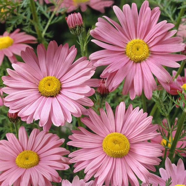 [3102] CHRYSANTHEMUM COCCINEUM (COULEUR/VARIETE) GDT