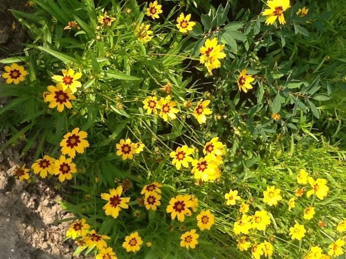 [3341] COREOPSIS GRANDIFLORA (COULEUR/VARIETE) GDT