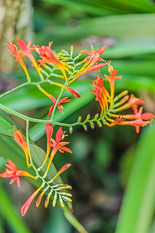 [3741] CROCOSMIA GDT
