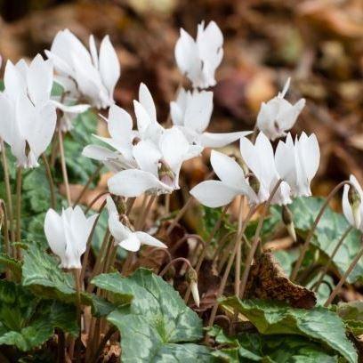 CYCLAMEN HEDERIFOLIUM BLANC GDT