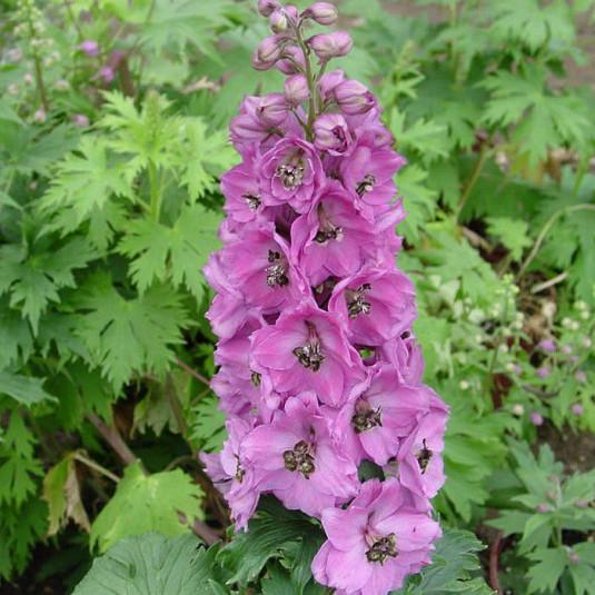 [4197] DELPHINIUM PACIFIC (COULEUR/VARIETE) GDT
