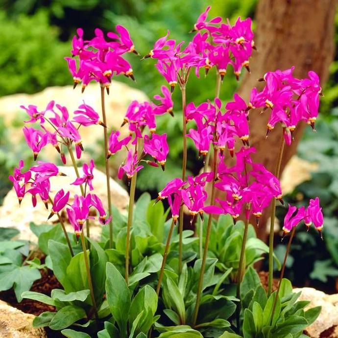 DODECATHEON MEADIA GDT