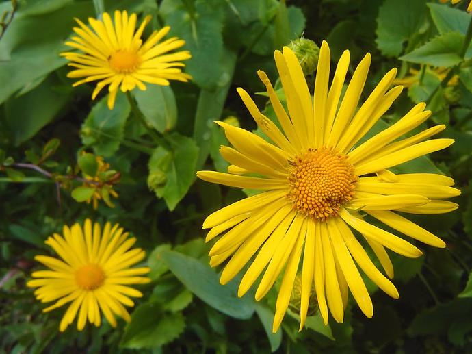 [4324] DORONICUM ORIENTALIS (COULEUR/VARIETE) GDT