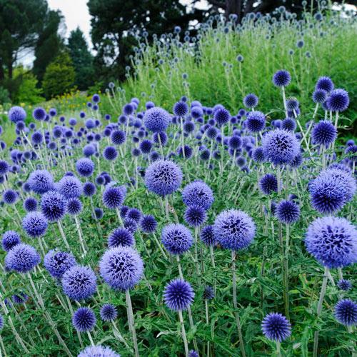 [4384] ECHINOPS RITRO (COULEUR/VARIETE)  GDT