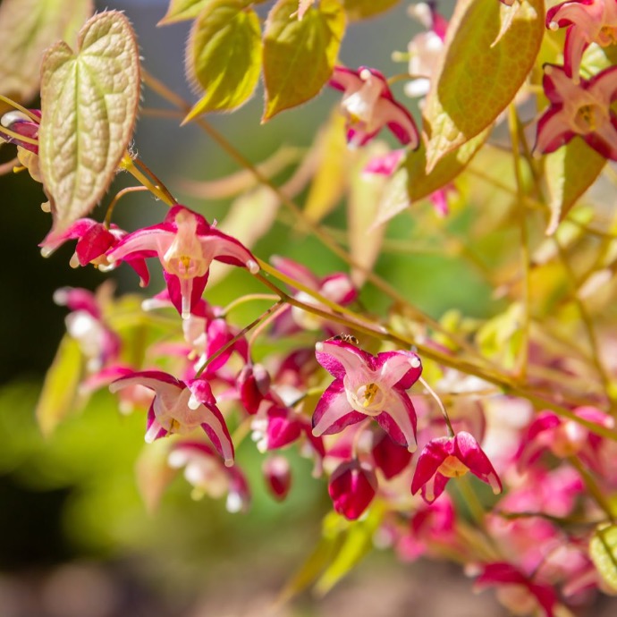 EPIMEDIUM RUBRUM GDT