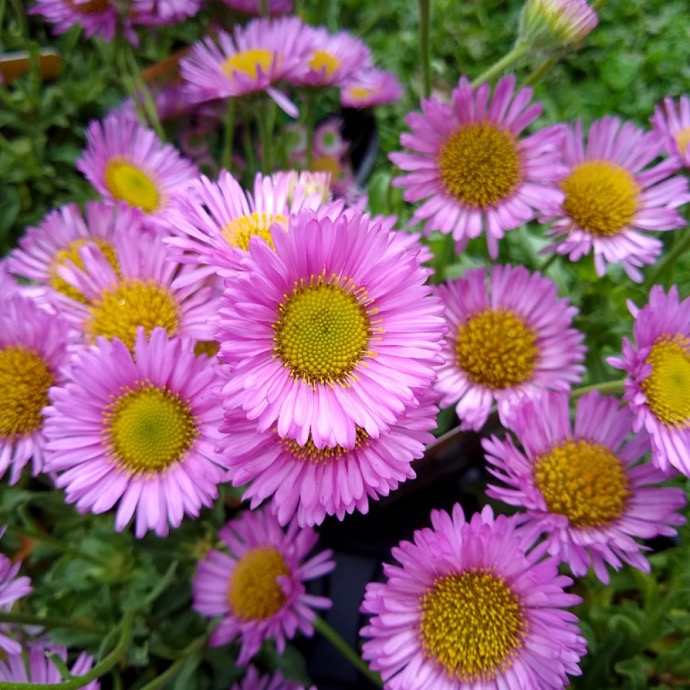 [4567] ERIGERON ROSA (COULEUR/VARIETE) GDT