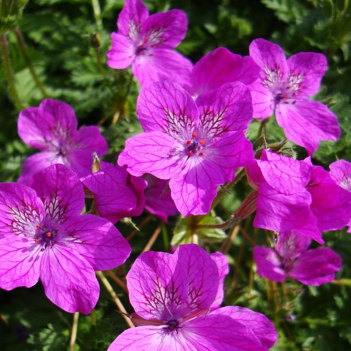 ERODIUM MANESCAVII GDT