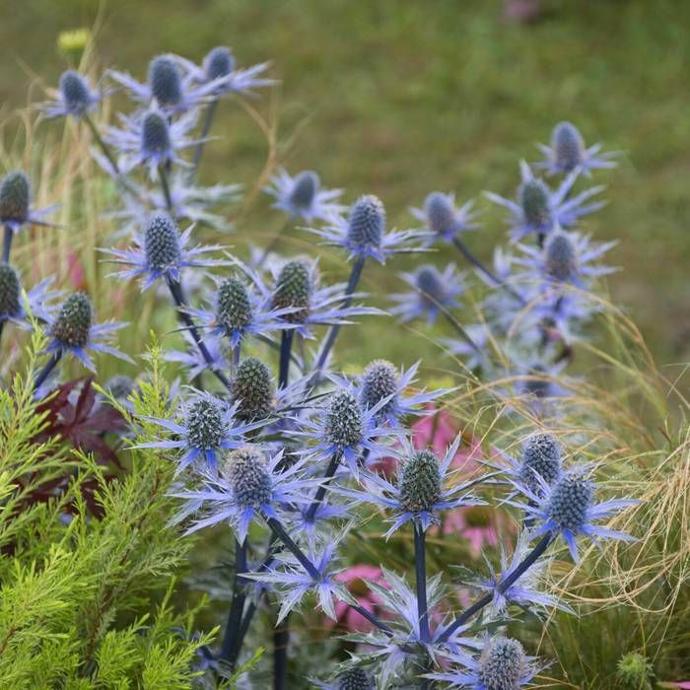 [4599] ERYNGIUM PLANUM (COULEUR/VARIETE) GDT