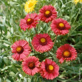 [5540] GAILLARDIA BOURGOGNE ROUGE GDT