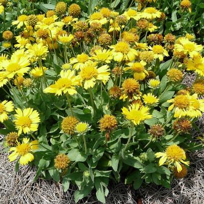 [5542] GAILLARDIA CHLOE JAUNE GDT