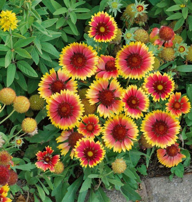 [5545] GAILLARDIA KOBOLD ROUGE ET JAUNE GDT