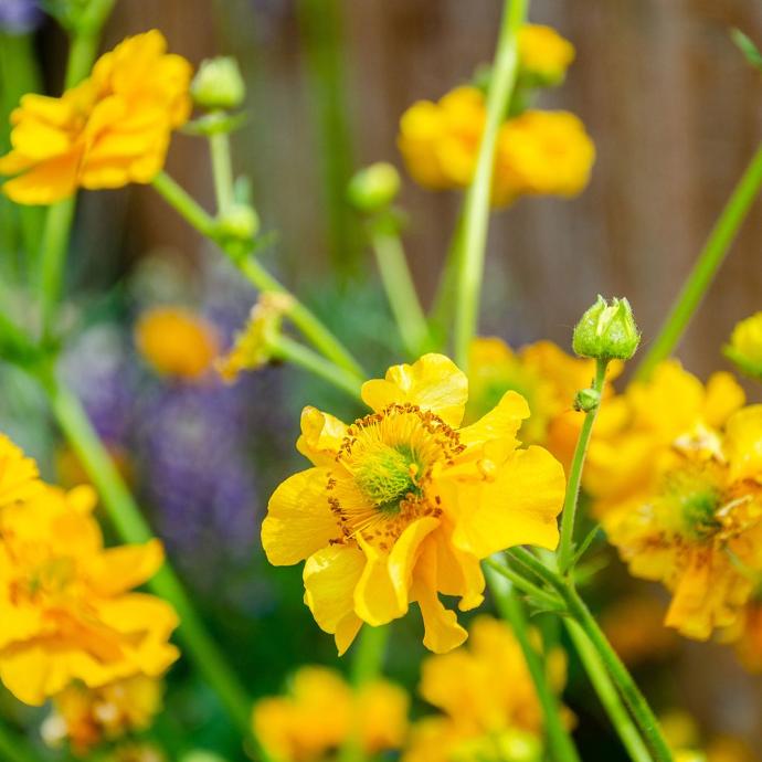 [5697] GEUM CHILO. LADY STRATHEDEN JAUNE GDT