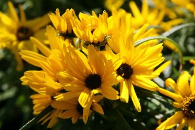 HELIANTHUS SALICIFOLIUS JAUNE SIMPLE GDT