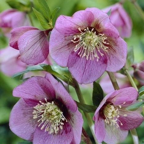 HELLEBORUS OR. PINK LADY GDT