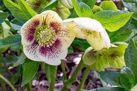 HELLEBORUS OR. WHITE SPOTED LADY GDT