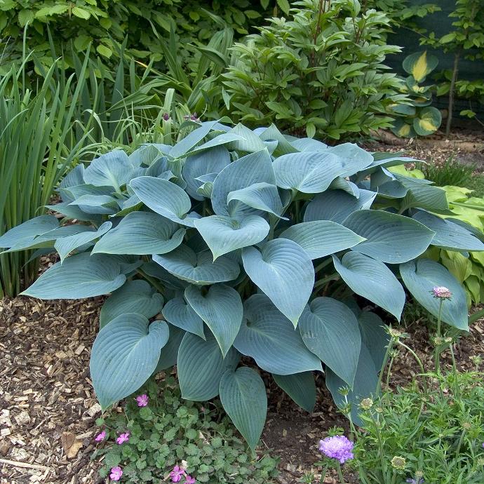HOSTA SIEBOLDIANA GDT
