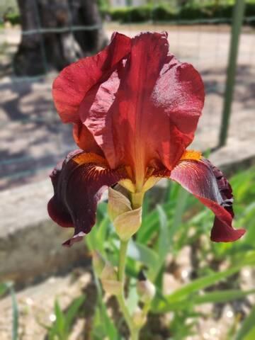 [6415] IRIS GERM.PACEMEKER ACAJOU GDT