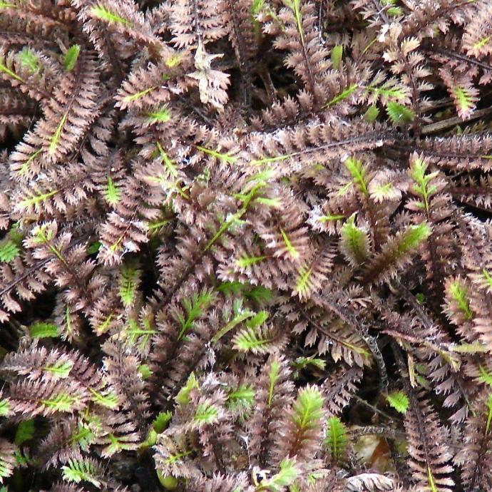 LEPTINELLA SQUALIDA PLATTS BLACK GDT