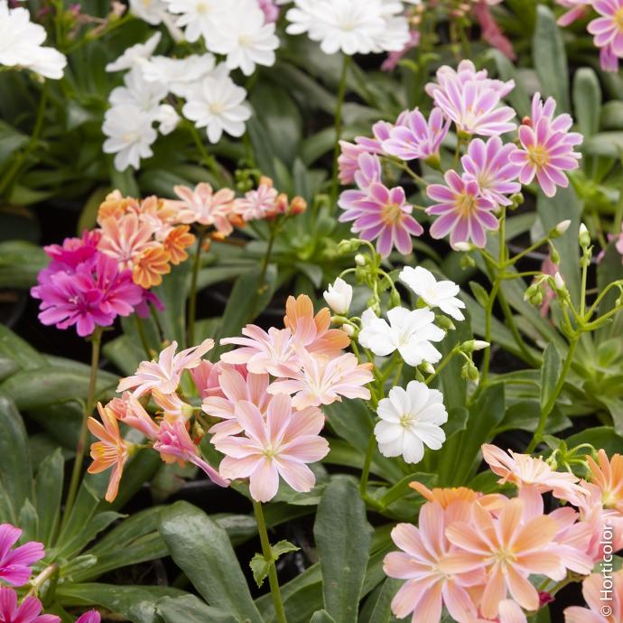 LEWISIA COTYLEDON GDT