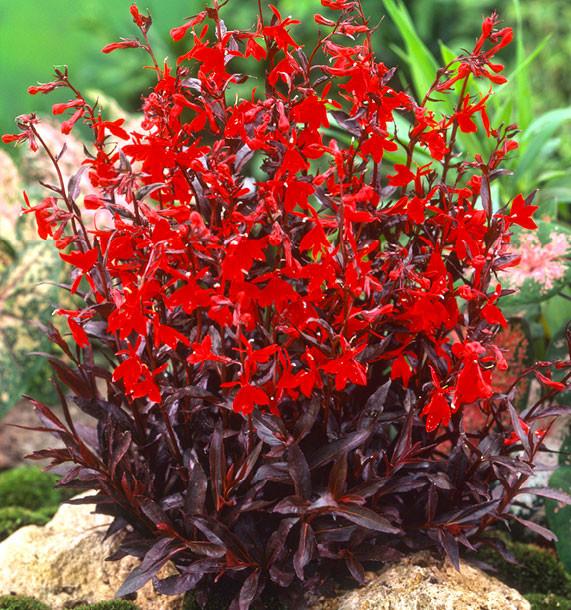 [7350] LOBELIA CARDINALIS (COULEUR/VARIETE) GDT