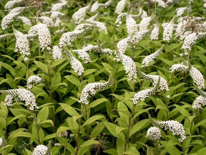 [7491] LYSIMACHIA CLETHROIDES (COULEUR/VARIETE) GDT