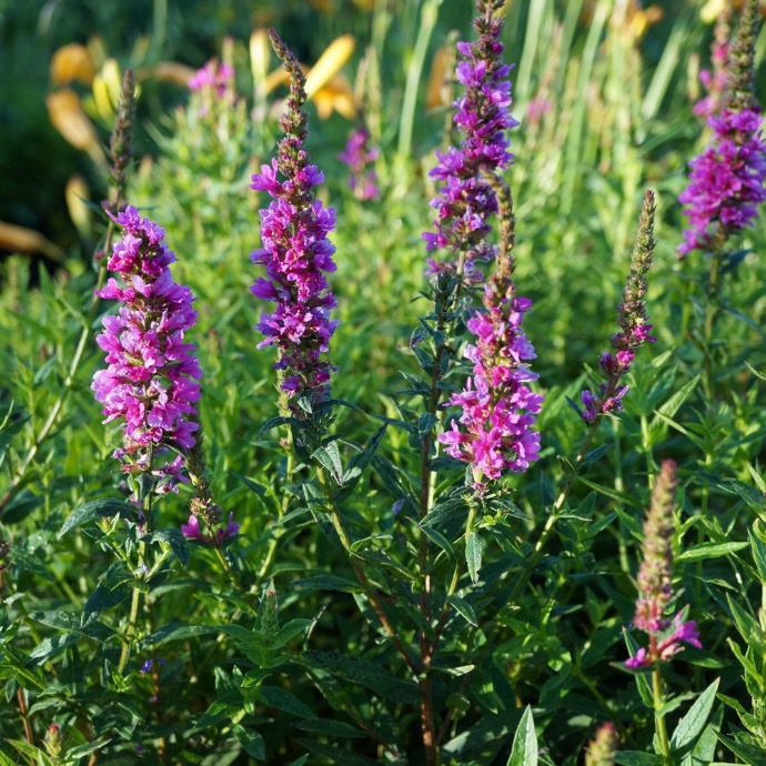 [7499] LYTHRUM VIRGATUM (COULEUR/VARIETE) GDT