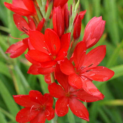 [11211] SCHIZOSTYLIS COCCINEA GDT