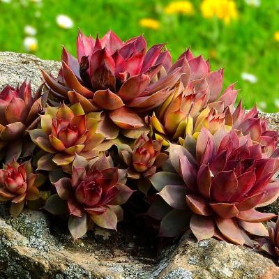 SEMPERVIVUM FEUILLE ROUGE GDT